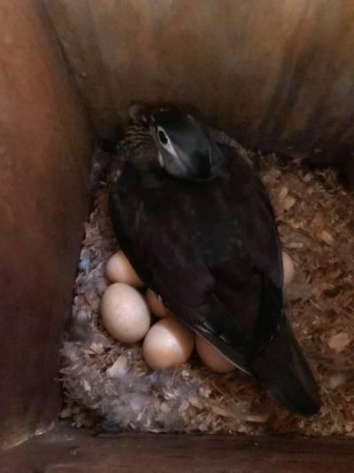 Bird sitting on eggs in nest